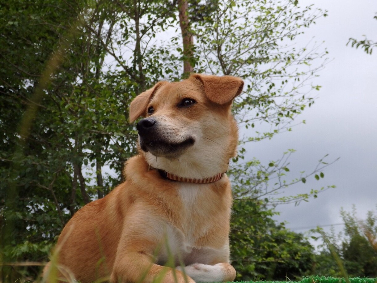 あなたの気持ち聴きます あなたの犬の悩みを聴かせてください。 イメージ1