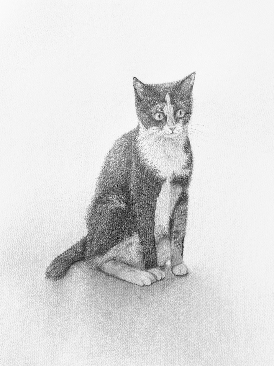 動物・人・静物など、鉛筆画承ります アイコン・ヘッダー、広告・宣伝、挿絵・表紙、Webサイトなど イメージ2