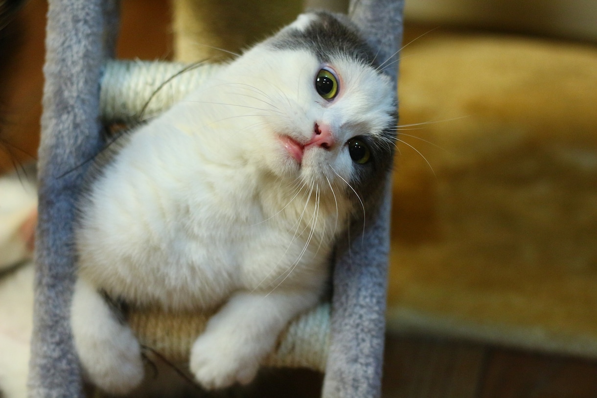 様々なシチュエーションで使える猫の画像集めます 可笑しい!可愛い!!癒される!!50枚セットでお渡しします イメージ7