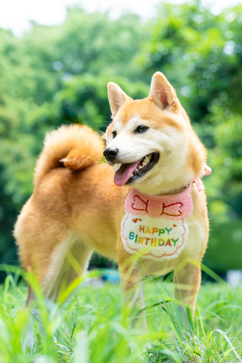 犬・猫・ペットの自然な写真を撮影します ペットと家族が過ごす時間をプロクオリティで残しませんか？ イメージ7