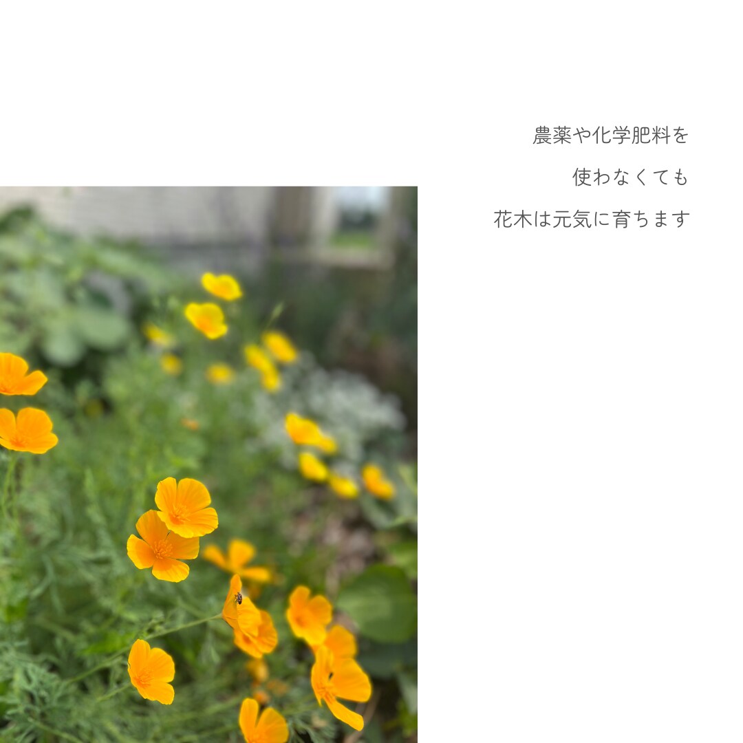 循環する庭作りの相談にのります 農薬や化学肥料に頼らない庭作りを一緒に考えましょう イメージ8