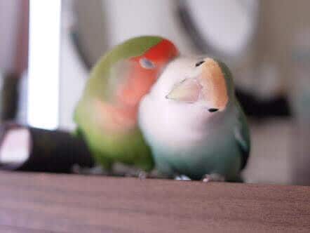 コザクラインコの飼い方について相談のります コザクラインコの飼い方について相談がある方にオススメです！ イメージ1