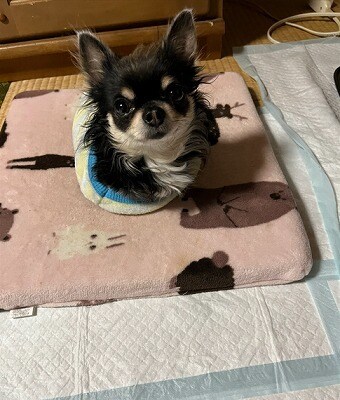 あなたの心に優しく寄り添いお話しを伺います 72歳の人生経験を活かして日常のお悩みを優しく受け止めます。 イメージ3