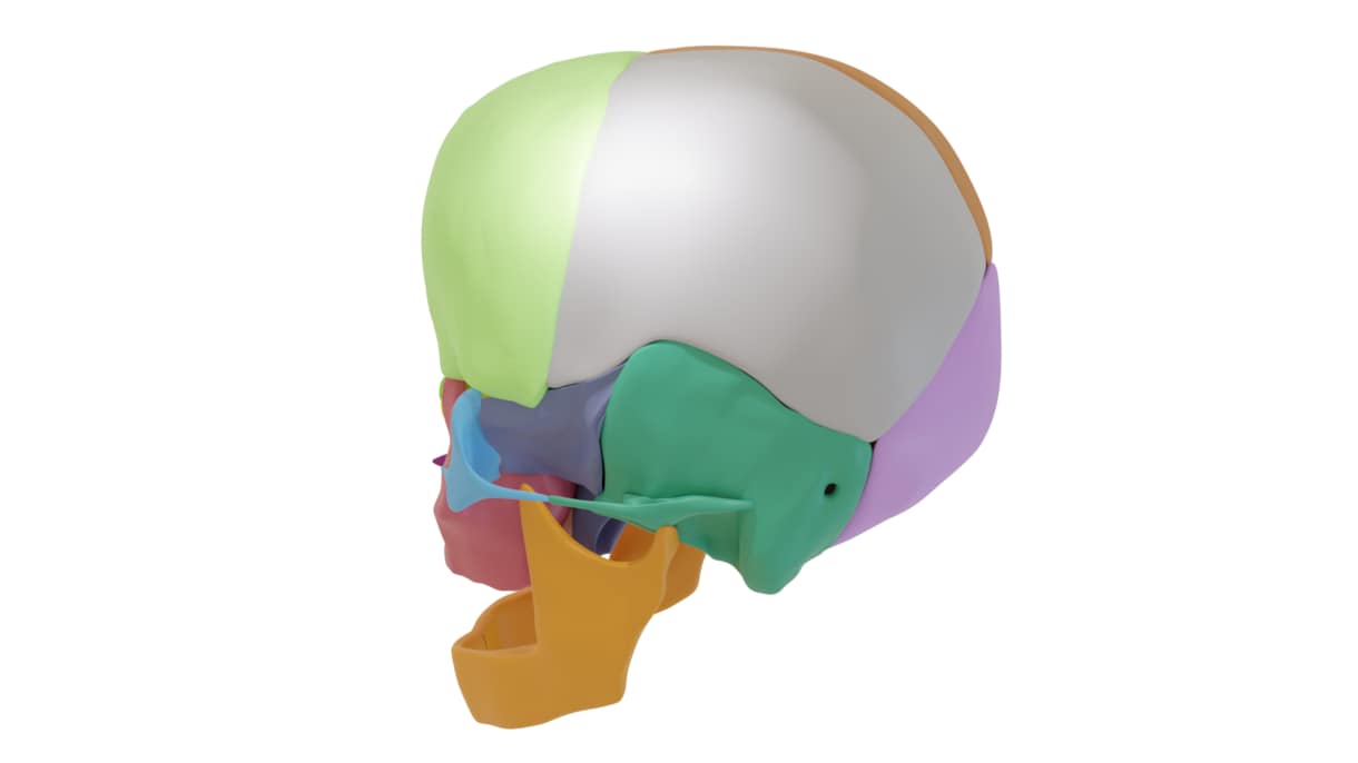 WEBや教材に使える解剖学3D画像を制作します 理学療法・フィットネス図解に最適！高精度な3D解剖イラスト イメージ8