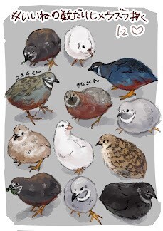 ペットの小鳥のイラスト描きます 愛鳥の似顔絵描きます！ふわふわの毛質にこだわりアリ！ イメージ5