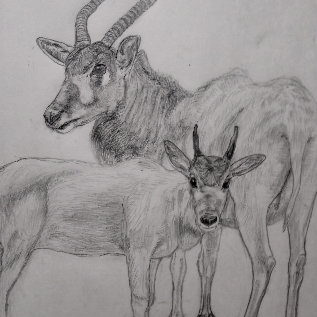 ペット、野生動物の絵描きます ペットや野生動物の鉛筆画描きます イメージ2