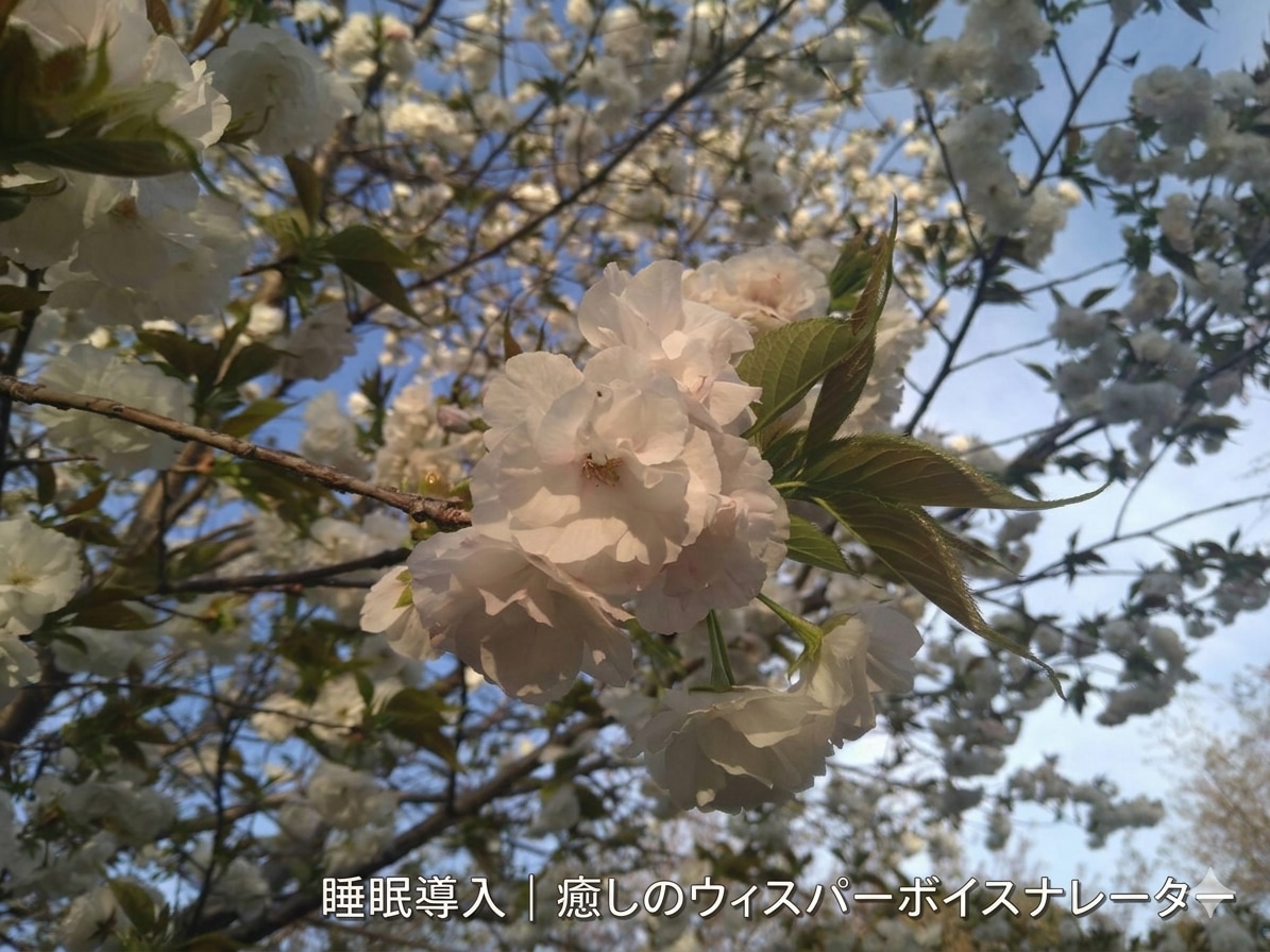 癒やしのウィスパーボイスをお届けします 優しく包み込むウィスパーボイスでナレーションします イメージ1