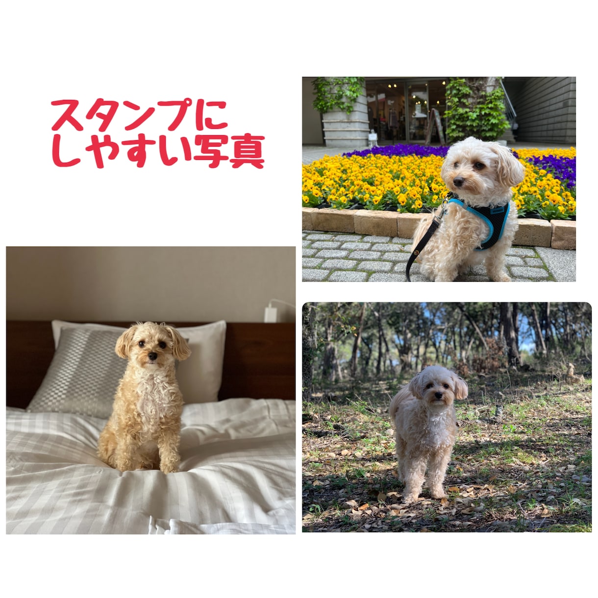 ８個〜お写真でLINEスタンプ作成します 日常のお写真を可愛くLINEスタンプにします♡ イメージ3