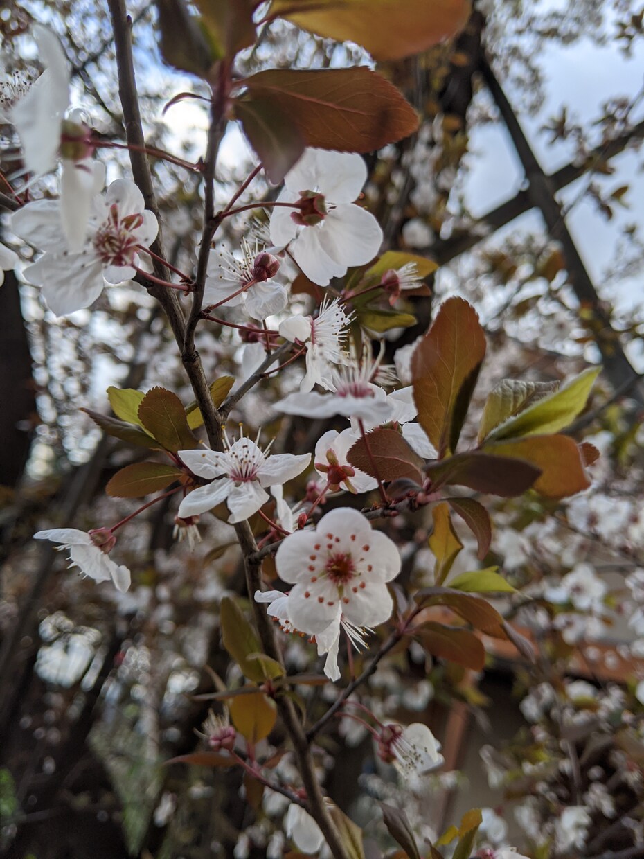 東京都内と周辺の日常風景をスマホで写真撮影します 引っ越しやイベント前の立地確認、ブログ写真(商用可)を撮影 イメージ4