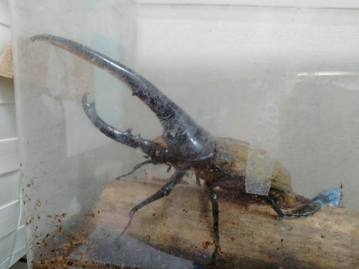 ヘラクレスオオカブトの飼育方法を教えます 幼虫から成虫への飼育方法、伴走型でサポートいたします。 イメージ5