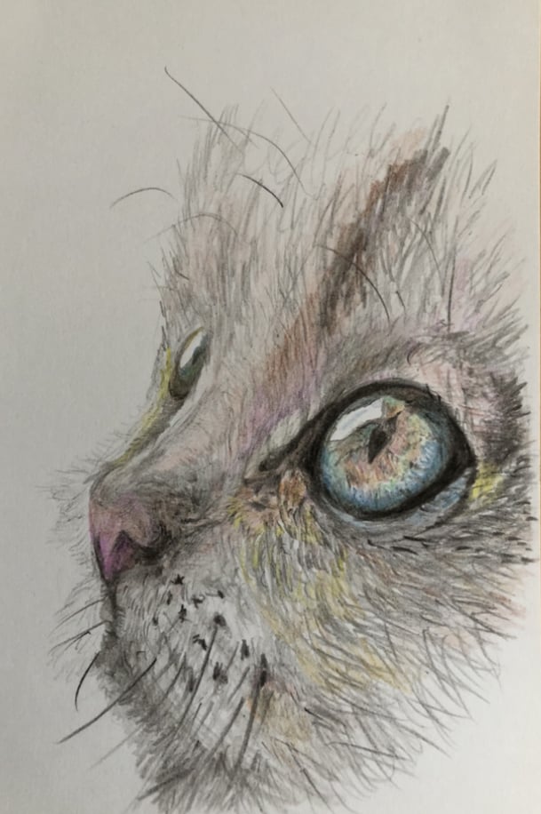 ねこ(いぬ)の似顔絵を描きます 愛する猫ちゃん(ワンちゃん)似顔絵を飾りましょう！ イメージ2
