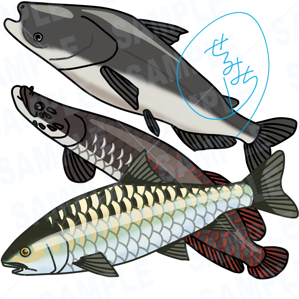 あなたの好きなこだわりの魚イラストお描きします 田舎で釣りばかりしていたから描ける魚イラストお描きします。 イメージ3