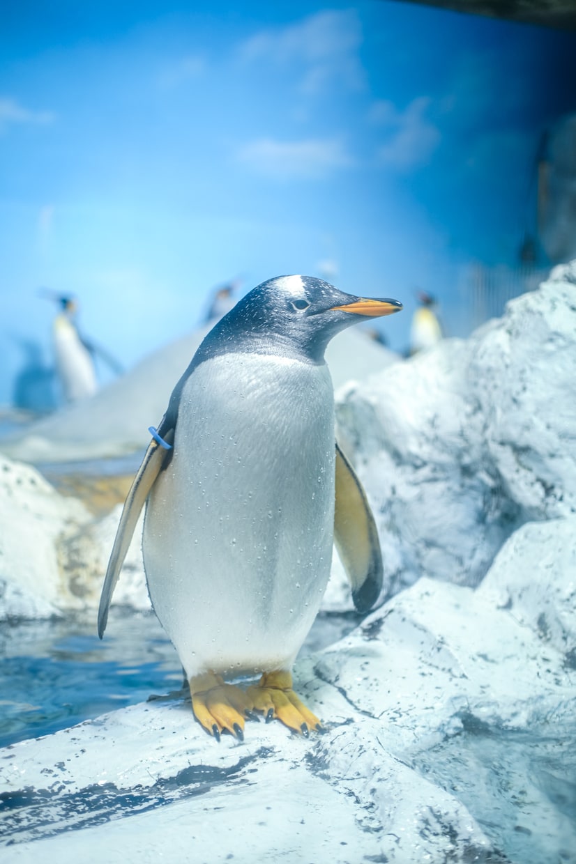 風景、物、動物などの加工します オシャレに、目を引くような加工をします。 イメージ4