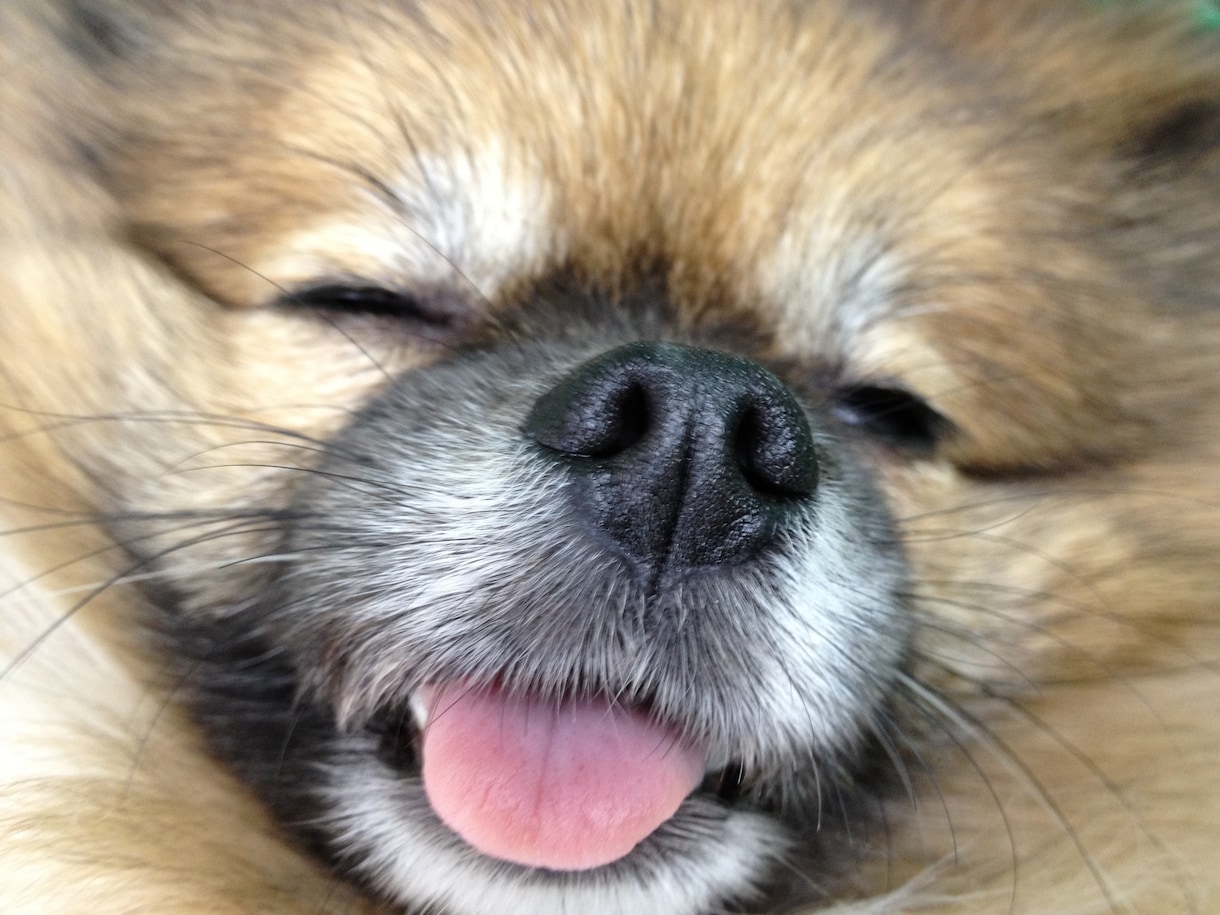 あなたの愛犬のお悩み解決します 現役ドックトレーナーがあなたと愛犬の暮らしをサポートします イメージ2