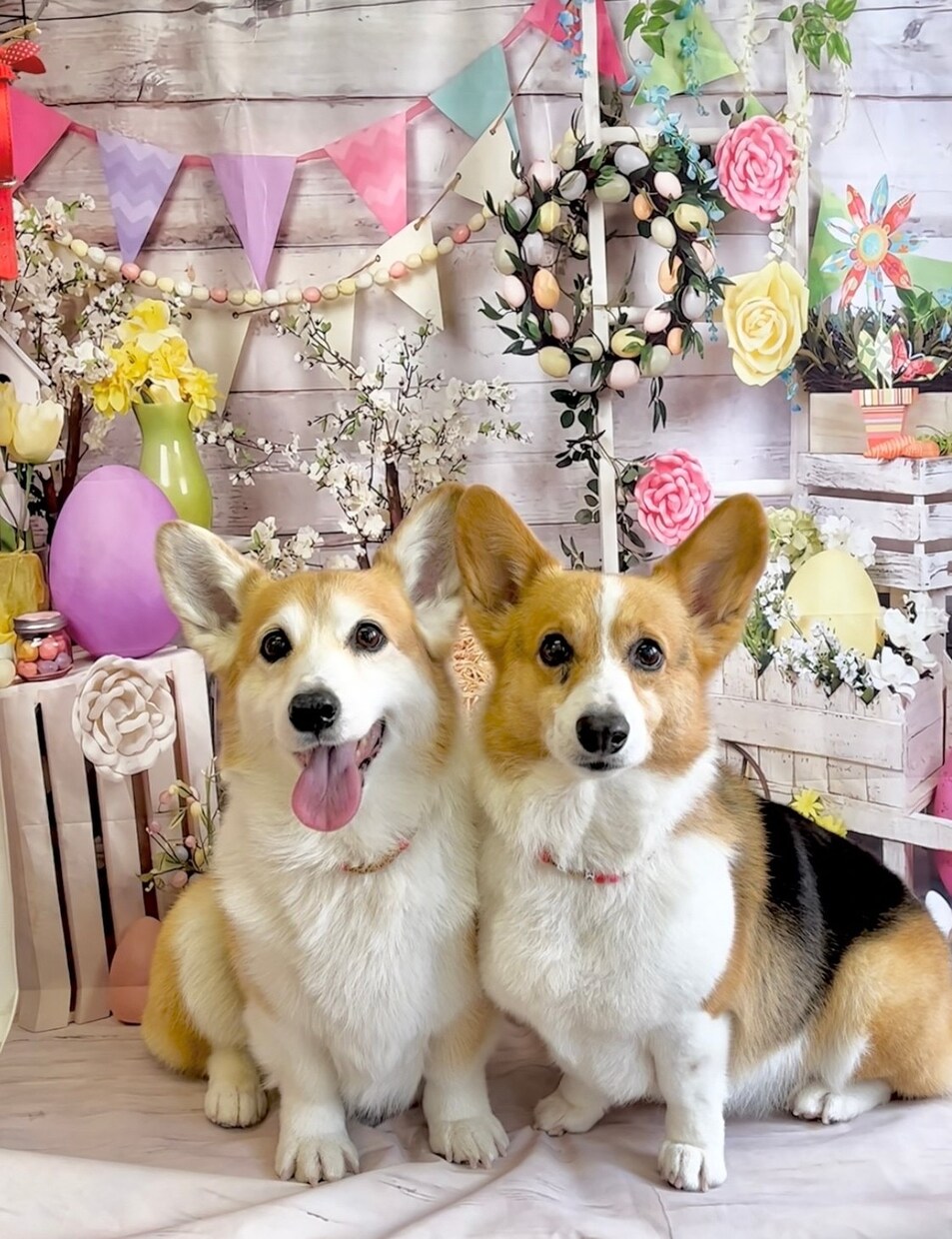 出張トリミング塾〜ご自宅へお伺いいたします トリミング技術を学びながら、愛犬がふわふわモコモコに！ イメージ1