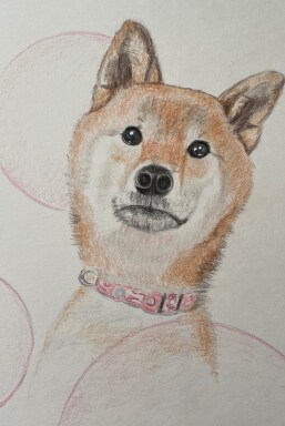 ペットの似顔絵描きます 家族の一員のペット達の似顔絵を色鉛筆で描きます。 イメージ3