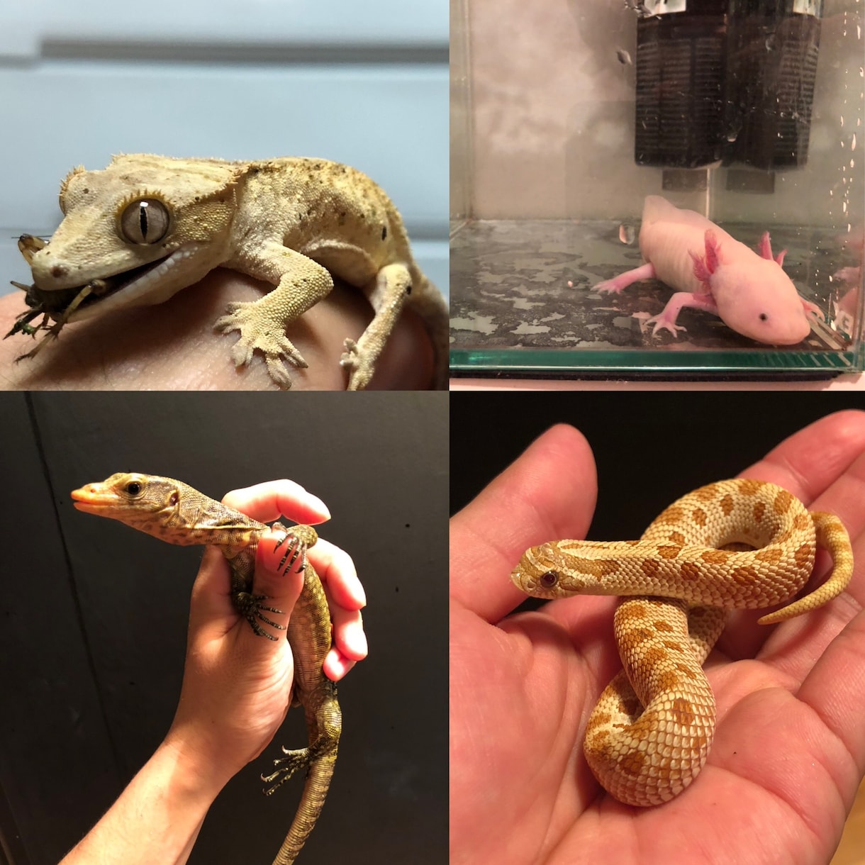 爬虫類、小動物飼育に関するお悩み相談受付ます 動物園で飼育員を務めた経験を活かし、アドバイスを行います。 イメージ1