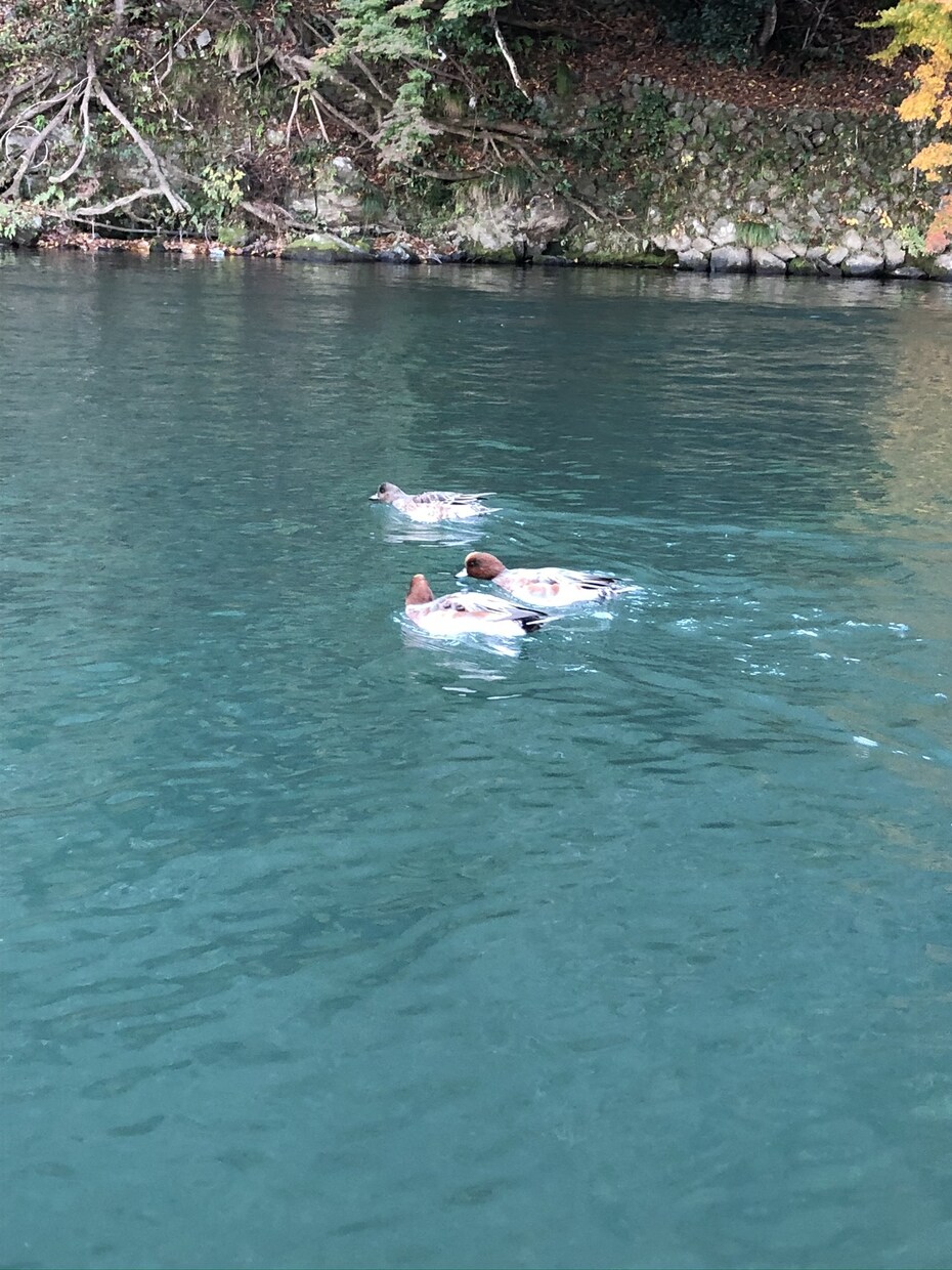 風景画や俳句にお役立ち！京都の絶景をお届けします ご希望の季節、天気、時間に合わせた写真/動画をお送りします！ イメージ6