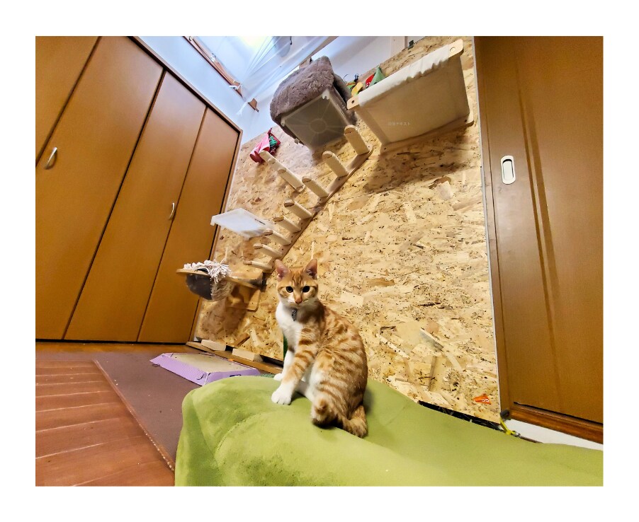 ネコと暮らす住居相談！【現役ネコ飼い大家】ます ネコと家のお悩み解決を通じて、人と動物のより良い共生を目指す イメージ1
