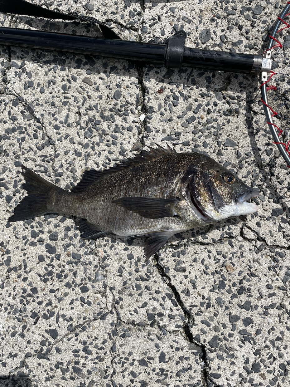 クロダイ釣りのウキフカセが上達するコツを教えます ウキフカセ歴5年の高校生があなたにアドバイスします。 イメージ1