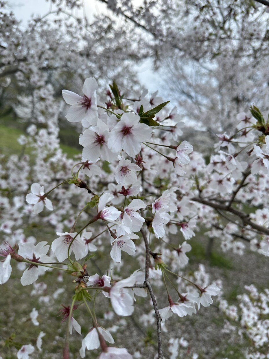 ふわっと、ゆるっと。心のもやもやに耳を傾けます 心が迷子だった日々に さようなら イメージ1