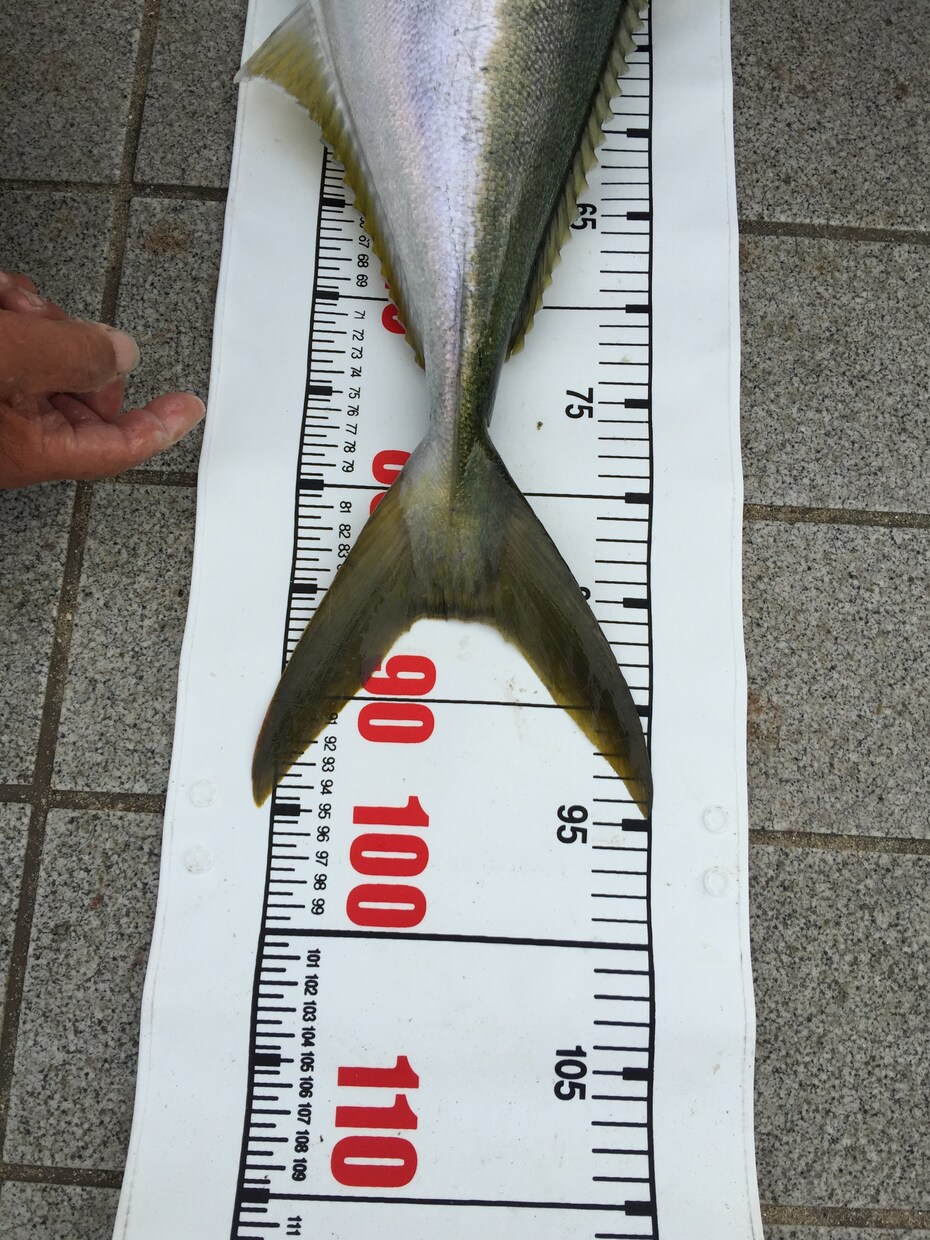 ショアから大物を狙える仕掛けを教えます 青物シーバスなどルアー餌なんでも釣りたい方オススメです イメージ2