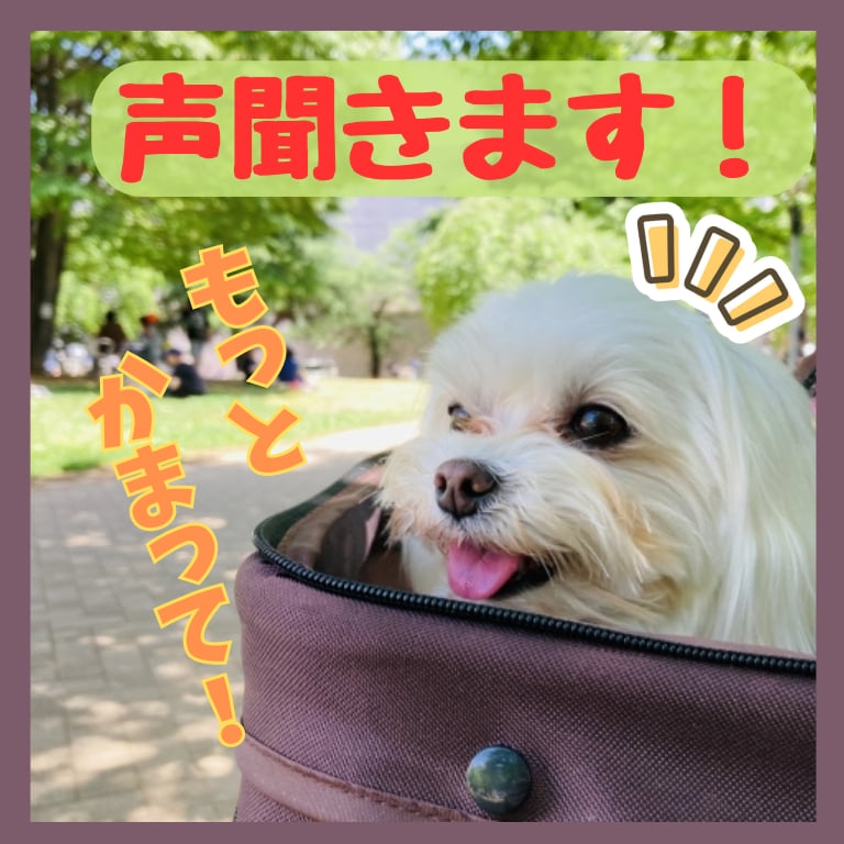 寄り添い鑑定！貴方の大切なペットの気持ち伝えします 陰陽※霊視☆五行とヒーリングで愛しい家族の気持ちを癒します イメージ2