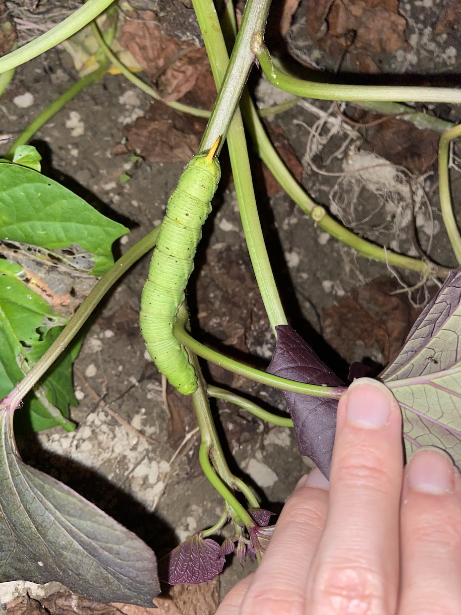 家庭菜園規模の野菜や果物の栽培をフォローします 植物病理学系　大学院卒業者による菜園セミナー ！複数質問可！ イメージ3