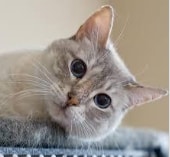 ３つの手法にて、素敵なお名前を提供致します ご命名・芸名・ペンネーム・ビジネスネーム・店舗名を承ります。 イメージ2