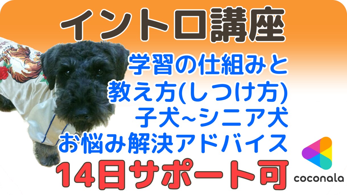 イントロ講座＆愛犬相談★14日サポートできます 愛犬と楽しく笑顔で暮らせるお手伝い♪子犬からシニア犬まで イメージ1
