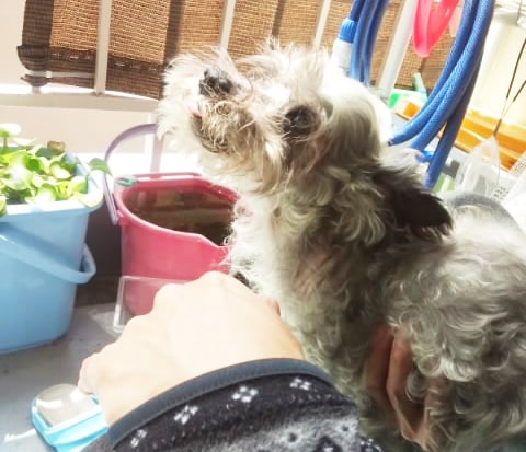 大切な家族老犬介護の悩み対処法のご相談お受けします 大切な愛犬！あなたの介護で幸せな一生を家族と共に・・♪♪ イメージ6