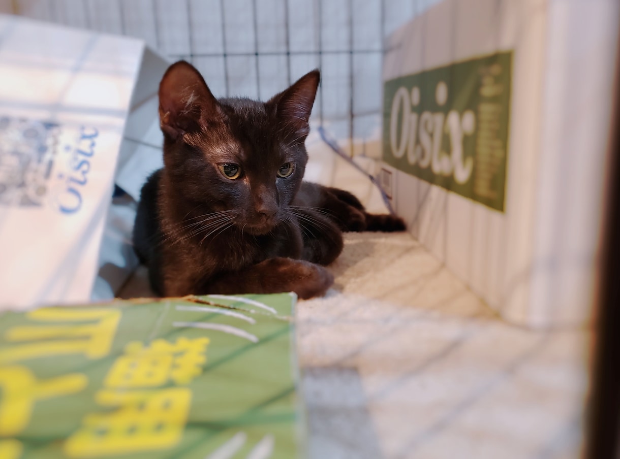 ねこがあなたの悩みを聞きます 猫生が波乱万丈な元野良猫の月見さんがお話聞きます イメージ7