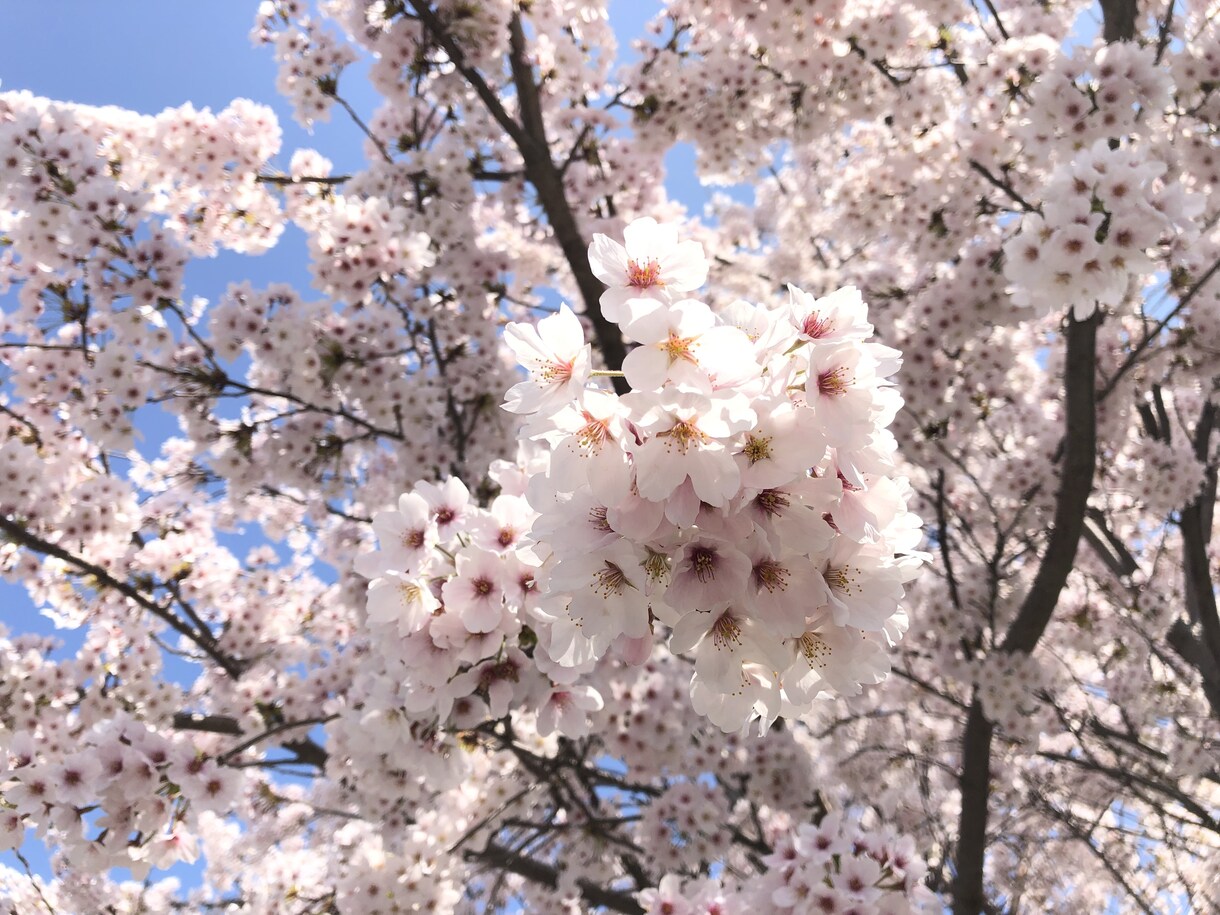 秘密厳守、あなたに寄り添います 算命学を通してあなたらしく生きる方法を一緒に考えましょう イメージ4