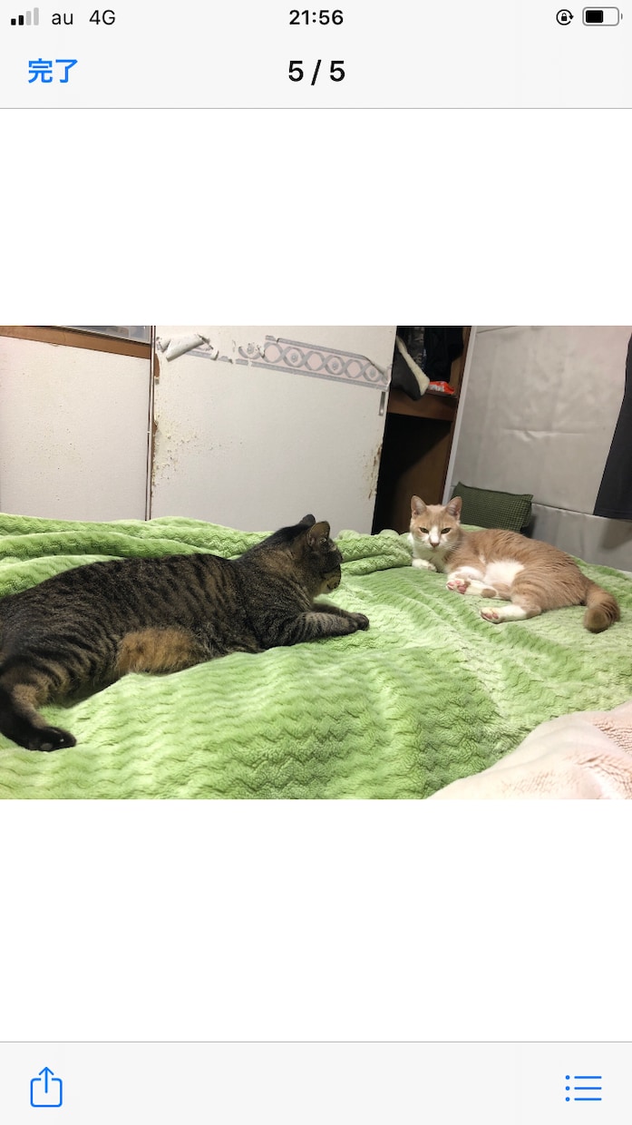 ペットの飼い方教えます 猫のペットの飼い方しつけ方を教えます イメージ3