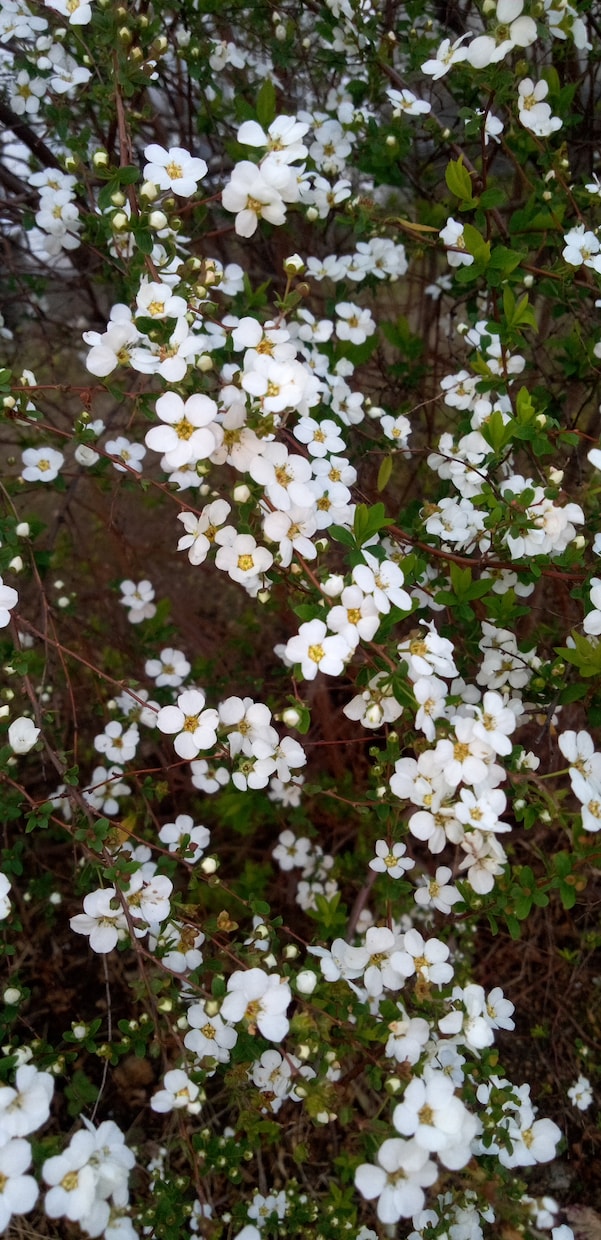 いつ見ても花は素敵、心がやすまります 今しか見られない花の姿、香りを楽しんで下さい。 イメージ1