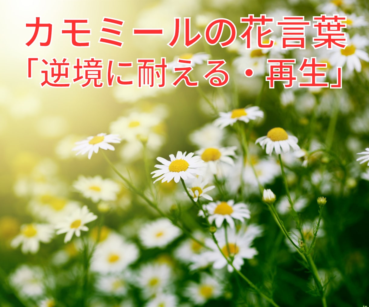 苦しかった親子関係・生きづらさに向き合います AC/毒親/自己/悩み/対人関係/犠牲/トラウマ/痛み/依存 イメージ10