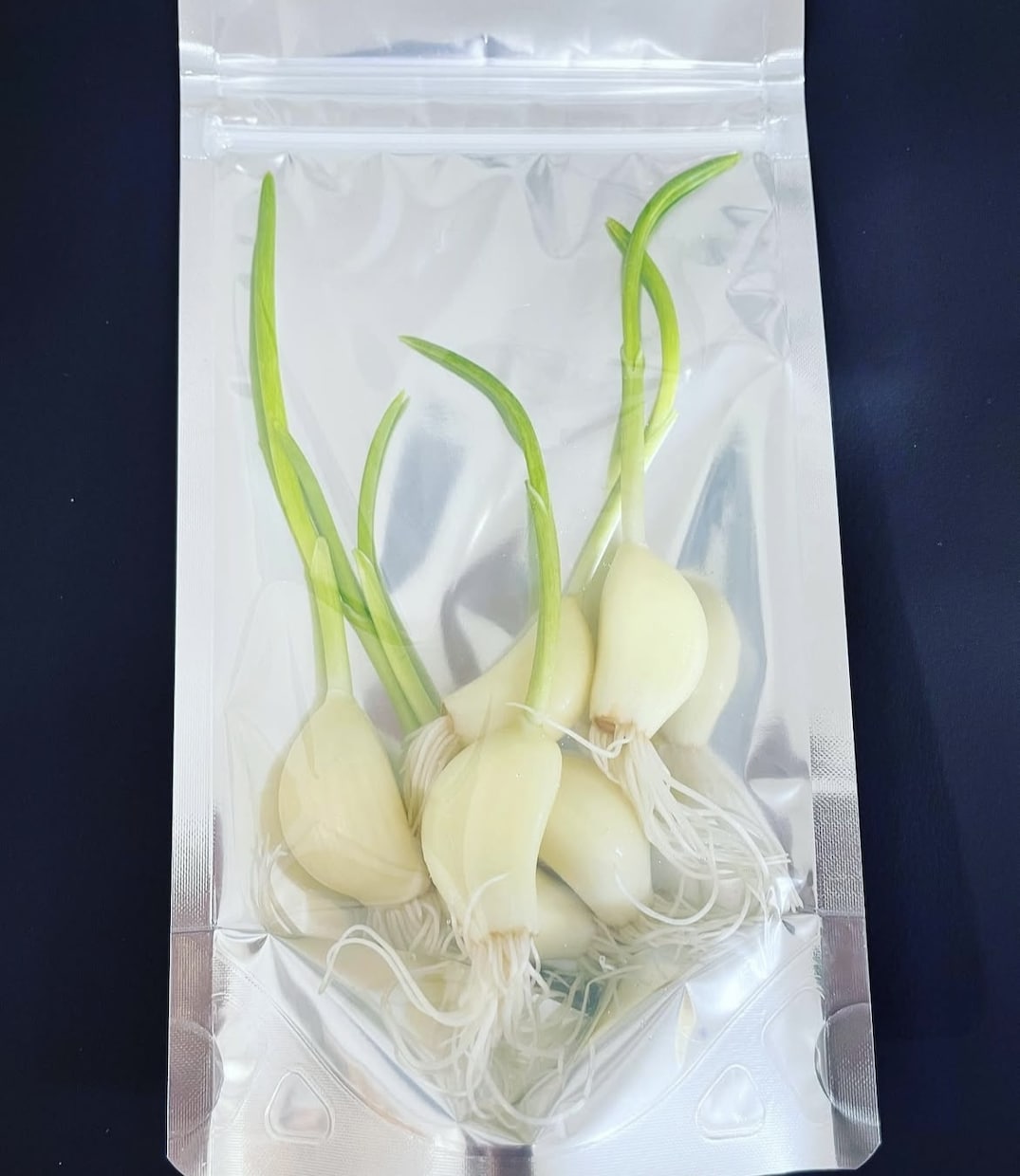 在宅で【農産物副業】を始めるノウハウ教えます 在宅で手間が比較的かからない。ニンニクスプラウトを始める。 イメージ4