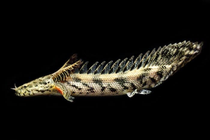 ・熱帯魚飼育のご相談に乗ります。 イメージ1
