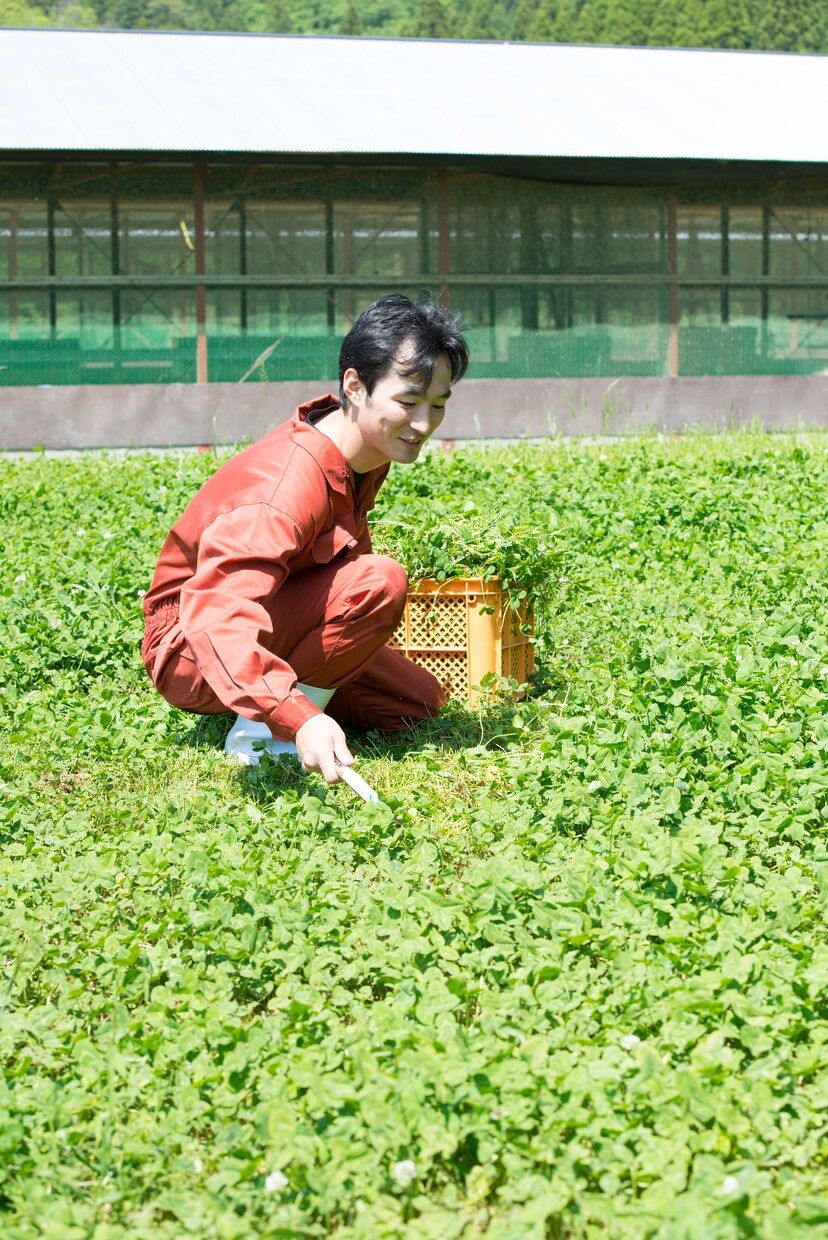 平飼い養鶏のご相談にのります プロの養鶏家がお答えます！飼い方、産卵箱、平飼い養鶏開業 イメージ9