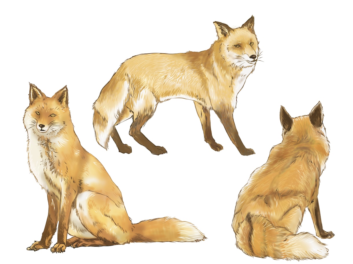 動物イラスト作成します リアルな精密画からデフォルメまで イメージ3