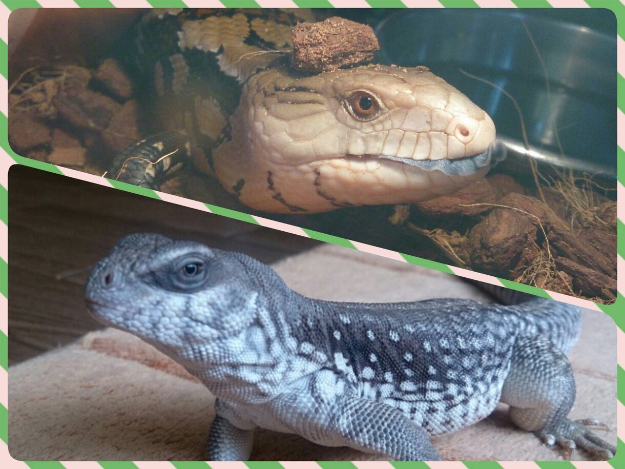 『トカゲとヤモリ』の上手な飼い方と仲良くなる方法を教えます！ イメージ1