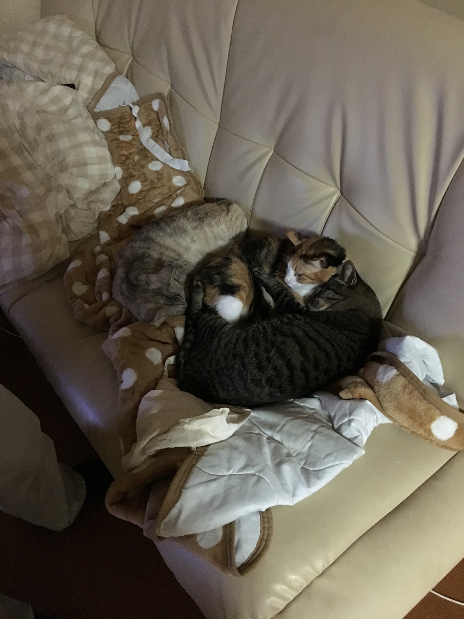 猫の飼い方がよくわからない貴方の助けに イメージ3