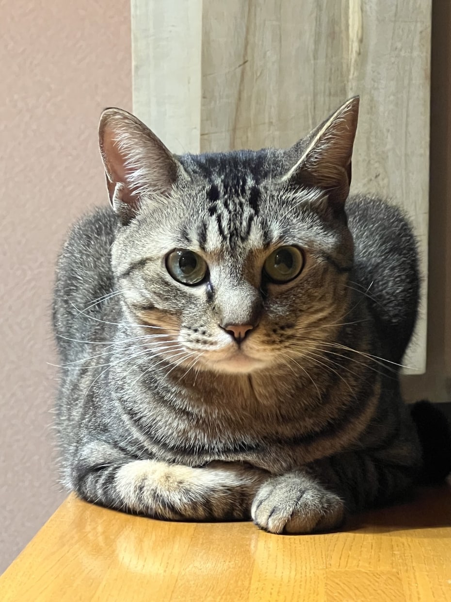 猫や日常の文章作成を代行します ほっと心がゆるむ、優しい文章をお届けします。 イメージ1