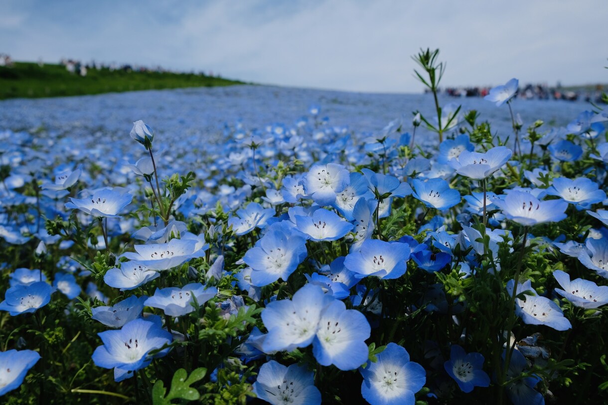 綺麗な風景の写真を提供します 加工用の元写真が欲しい方、風景の写真が好きな方へ イメージ3
