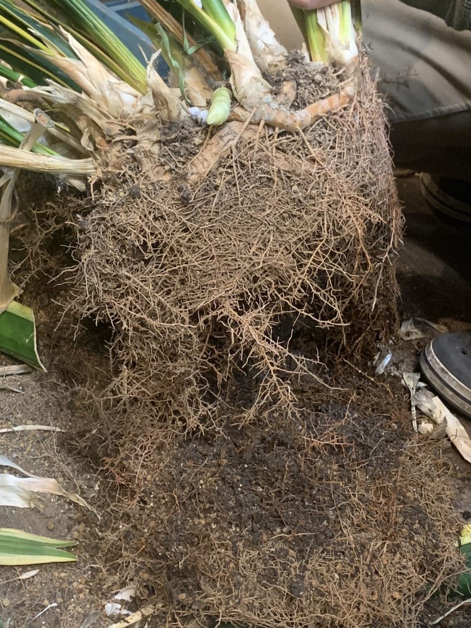 あなたの観葉植物の管理方法をお伝えします 業界歴15年‼ 管理は家の環境それぞれで違うの知ってます？？ イメージ4