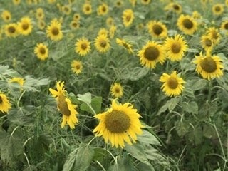 子育て、途方に暮れている方のお話お聞きします 〜覚悟を決めて子どもと向き合いましょう！お手伝いします。 イメージ1