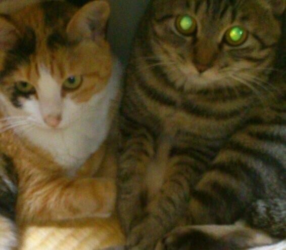 猫ちゃん飼いたいあなたへいやします 猫大好きなひで飼えない人あなたへ イメージ1