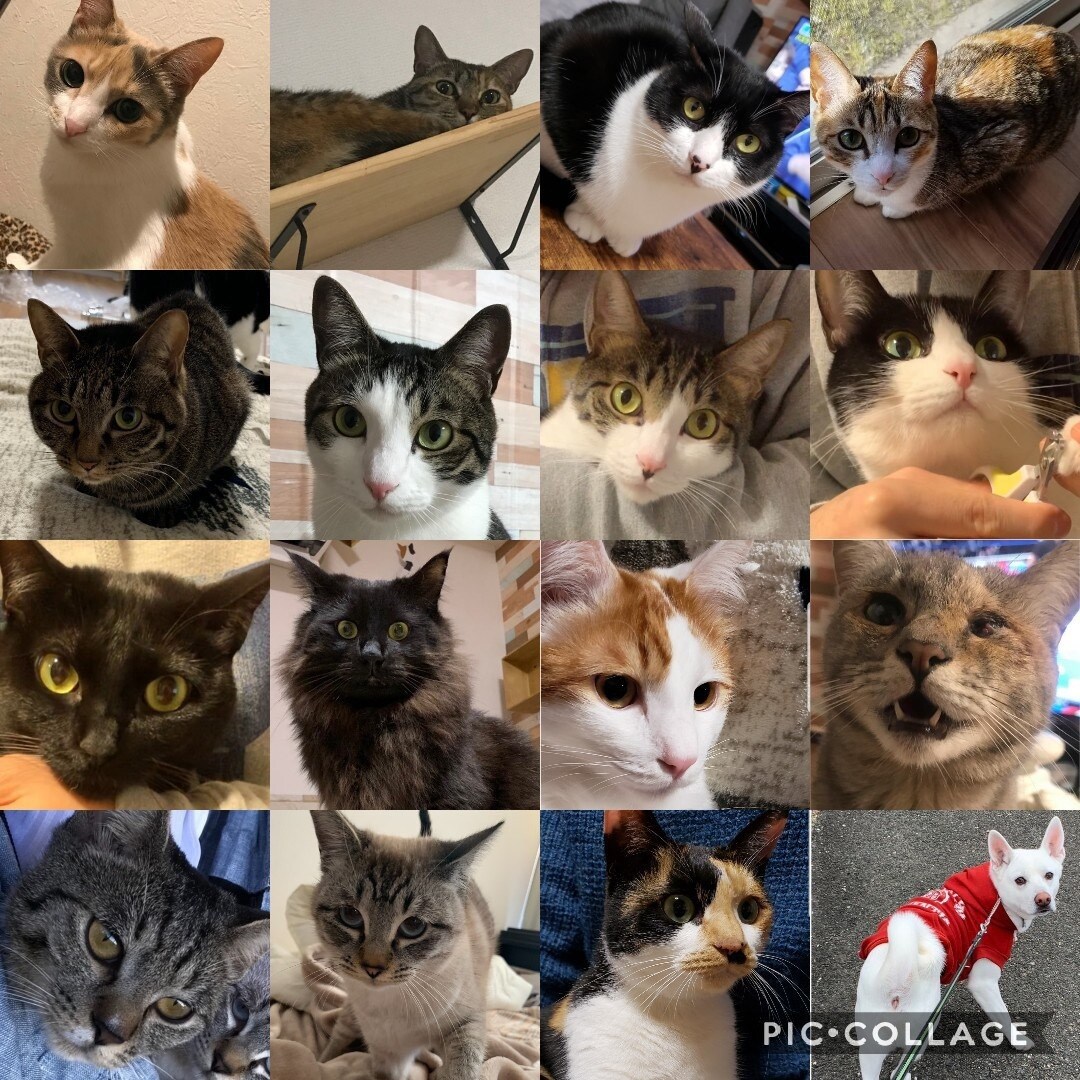 猫16匹&犬1匹の飼い主が犬猫の悩み聞きます ペット業界10年以上！良質な用品、フード、しつけetc… イメージ1