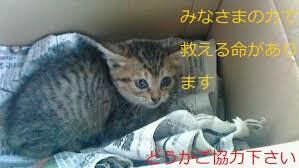 生きていれば下の世話も必要です。躾け方探します 良きパートナーになる為には、正しい接し方を学びましょう。 イメージ4