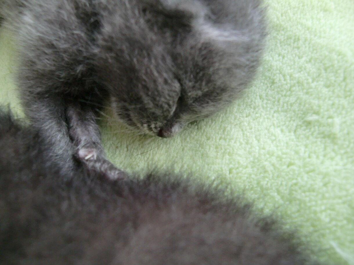 保護猫さんとあなたが幸せになる方法伝えます 子猫を保護した方、保護猫さんを迎え入れたい方ご覧ください！ イメージ3